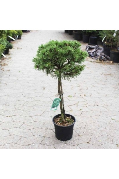 Сосна гірська Бенджамін на штамбі в контейнері